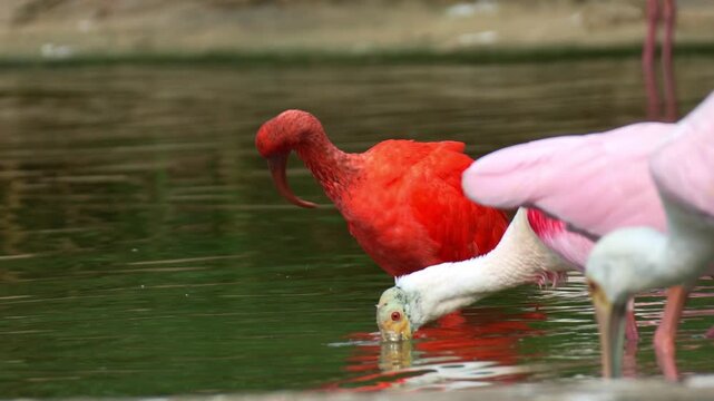 A Scarlet Ibis (Eudocimus ruber) stands in shallow water, preening its vibrant feathers, while a Roseate Spoonbill (Platalea ajaja) forages nearby, close up shot.