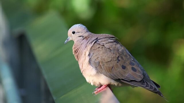 An Eared Dove (Zenaida auriculata) with grayish-brown plumage and distinct black wing spots rests calmly on a metallic railing, close up shot.