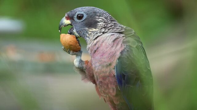 Close up shot of a Dusky parrot (Pionus fuscus) holds a nut with its foot claw and feeds on it.