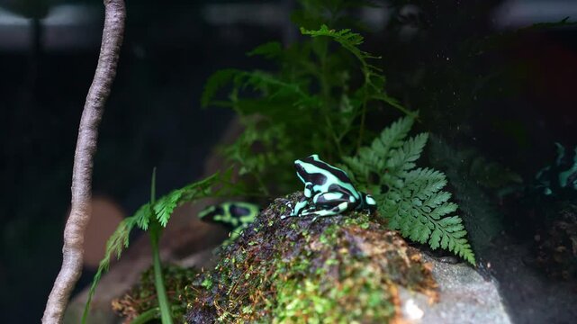 A Green and black poison dart frogs (Dendrobates auratus) perch on a mossy rock in a terrarium, close up shot.