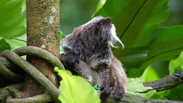 An Emperor tamarin monkey (Saguinus imperator) sits on the tree limb, scratching its body with its paw and back foot, curiously looking around the surroundings, close up shot.