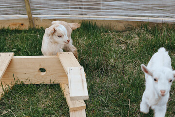 Naklejka premium A curious goat kid by a wooden pen in a sunny farm yard, head tilted toward the camera. Another kid explores the grass, conveying a lifestyle moment of rural farming and gentle animal companionship.