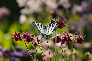 Schmetterling 391 © K.-U. Häßler