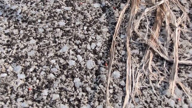 初夏にコンクリートや壁にいる謎の小さな赤い虫（カベアナタカラダニ）