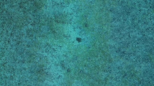 Sea turtle swimming clear blue water by sandy beach. Best aerial view drone