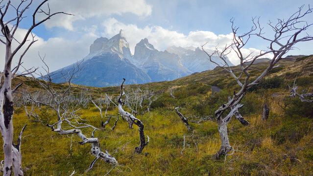 Bent Lenga Trees with View of Cuernos del Paine Mountains in Torres del Paine National Park