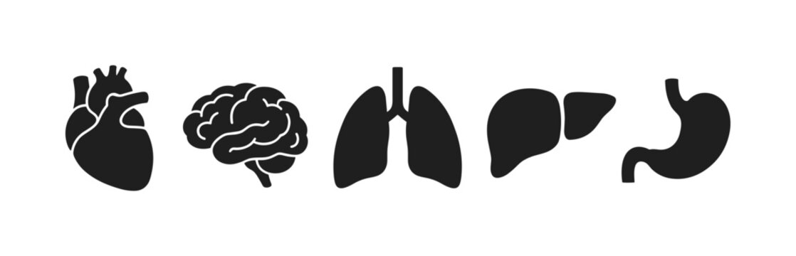 Human organ silhouette icons with heart, brain, lungs, liver and stomach anatomy on transparent background