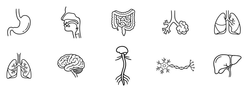 Human anatomy outline icons with brain, lungs, liver, stomach and digestive system vector set on transparent background