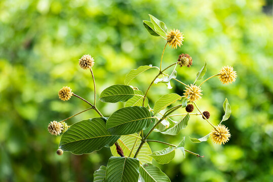 Kratom or Mitragyna speciosa Korth flowers and green leaves on natural background.