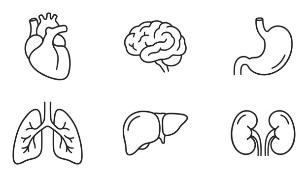 Human anatomy outline icons with heart, brain, lungs, stomach, liver and kidneys vector set on transparent background