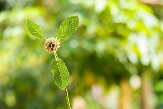 Kratom or Mitragyna speciosa Korth flowers and green leaves on natural background.