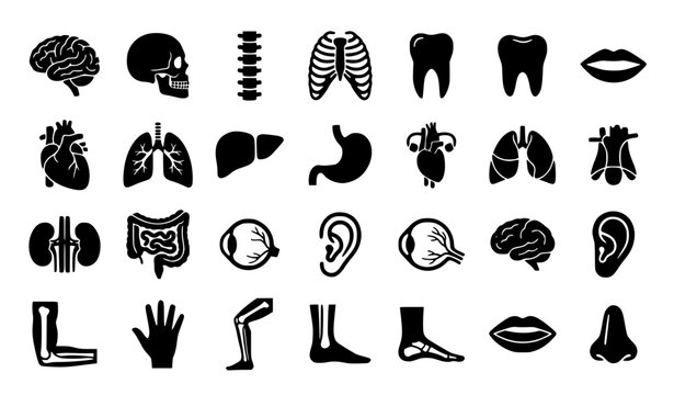 Human anatomy silhouette icon set vector with organs skeleton and body parts