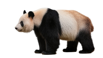 Giant panda bear with black and white fur, isolated on transparent background © Sean