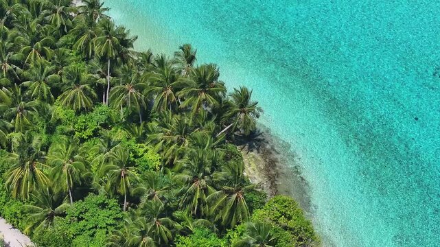 Aerial view of dense tropical palm trees along a turquoise coastline with a small boat in Thoddoo, Alif Alif Atoll, Maldives.