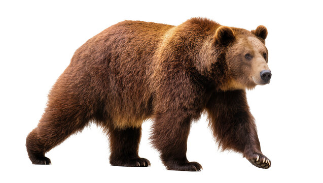 Brown bear walking, isolated on transparent background