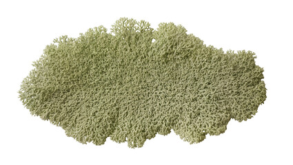 Pale green reindeer lichen clump detailed texture, isolated on transparent background © Sean