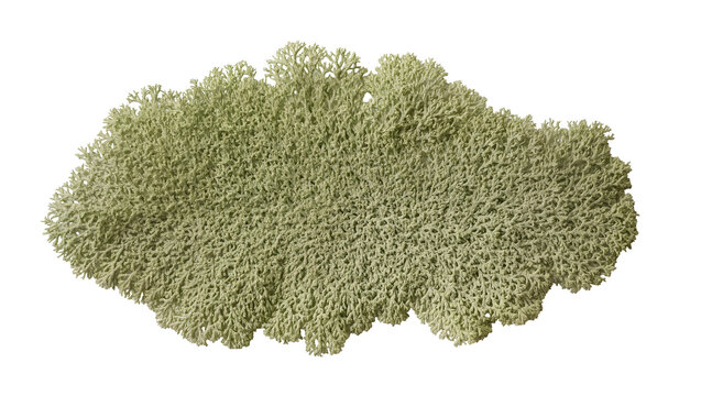 Pale green reindeer lichen clump detailed texture, isolated on transparent background