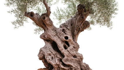 Ancient gnarled olive tree trunk with textured bark, isolated on transparent background © Sean