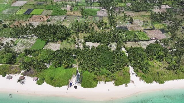 Aerial view of lush palm trees and agricultural fields bordering a white sand beach with turquoise water in Thoddoo, Alif Alif Atoll, Maldives.