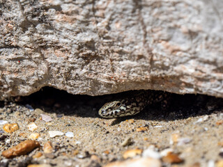 Fototapeta premium A Wall Lizard at Shoreham