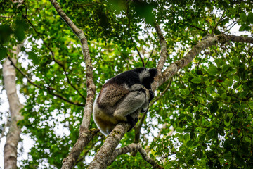 Fototapeta premium Indri lemur resting on a tree branch in Andasibe-Mantadia National Park