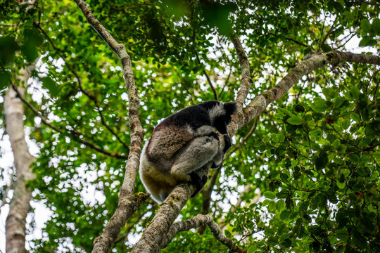 Indri lemur resting on a tree branch in Andasibe-Mantadia National Park
