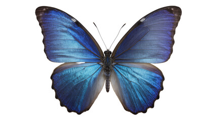 Vibrant blue morpho butterfly with iridescent wings, isolated on transparent background © Johnson