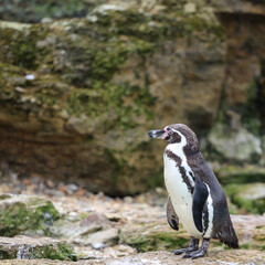 Fototapeta premium Humboldt penguin standing on rocky shore against mossy cliff backdrop in zoo enclosure