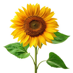 Fototapeta premium Bright sunflower with fresh green leaves isolated showcasing vibrant yellow petals and intricate seed center