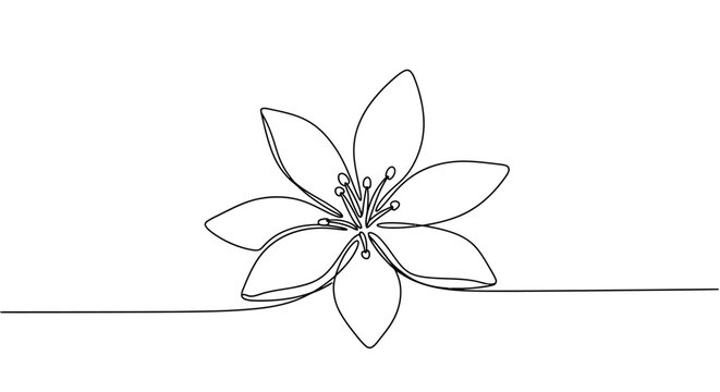 Minimalist Line Drawing of a Delicate Flower with Elegant Petal Details for Artistic and Botanical Illustration Use