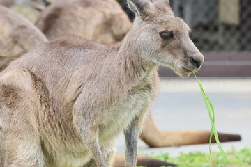 カンガルー © kosumi