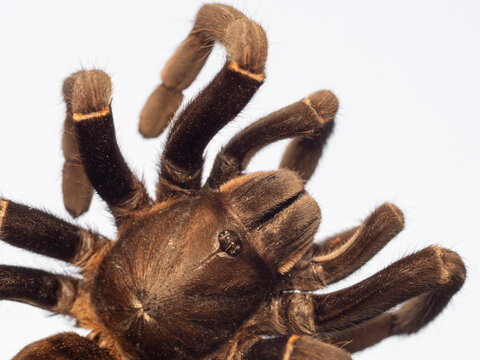 Tarantulas are a group of large and often hairy spiders in Thailand and Southeast-Asia.