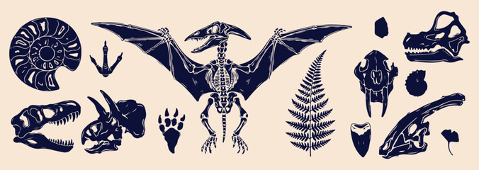 Prehistoric pterodactyl skeleton art, ancient dinosaur fossil graphics, museum archeology display icon, Jurassic era flying reptile, extinct animal anatomy illustration, scientific paleontology bone s © Geetaroy