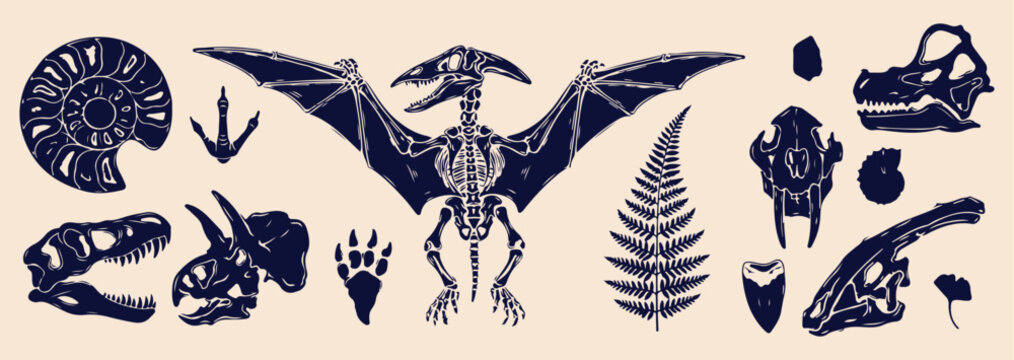 Prehistoric pterodactyl skeleton art, ancient dinosaur fossil graphics, museum archeology display icon, Jurassic era flying reptile, extinct animal anatomy illustration, scientific paleontology bone s