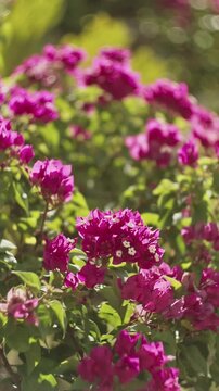 Pink bougainvillea flower in summer sunny day. amazing blooming pink flowers of