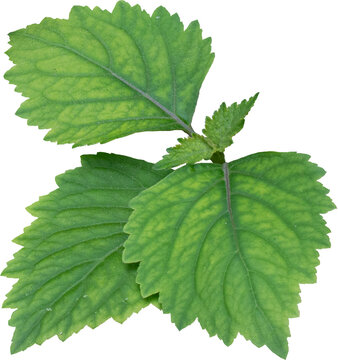 Patchouli leaves (Pogostemon cablin)  Patchouli leaves are the basic ingredient for making essential oils