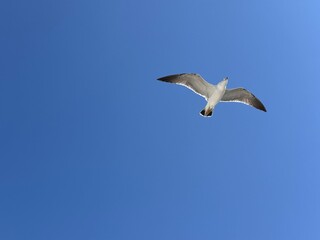 Obraz premium Seagull flying in a clear blue sky during the day above the shoreline