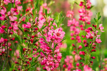 Obraz premium Almond branches full of pink blossoms and green foliage stand against a soft-focus background, enhancing their tranquil presence.