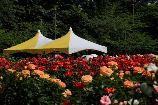 日差しが強い日のバラ園で見かけたテントと日傘　埼玉県与野公園