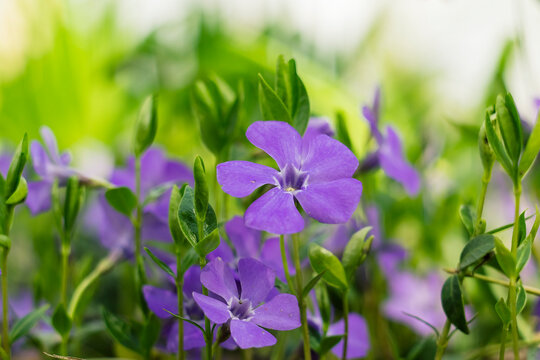 Bright purple periwinkle blooms with smooth surfaces and green foliage, captured in soft light to enhance their vibrant appearance.