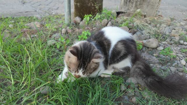 Domestic cat exploring grassy area with curiosity and focus on the ground