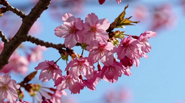 Pink cherry blossoms bloom on a branch against a clear blue sky, symbolizing spring and new beginnings, ideal for nature and seasonal themes