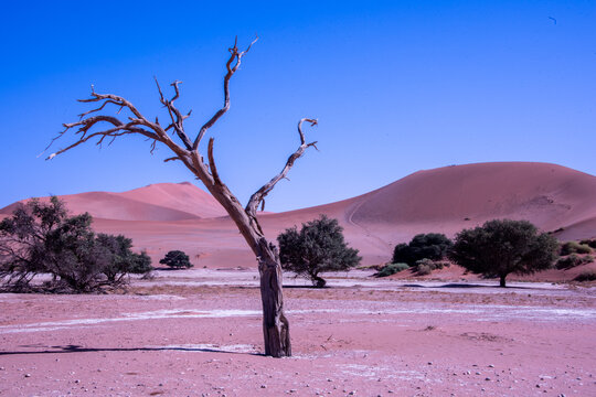A solitary Acacia tree standing against the vast landscape of Namibia, its flat canopy silhouetted under the open sky of the African savanna.