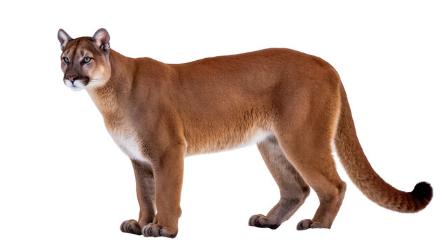 Majestic cougar with tawny fur standing alert, isolated on transparent background