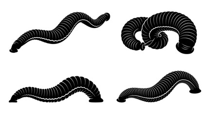 Fototapeta premium Black and white vector silhouette set of Kinabalu Giant Red Leech