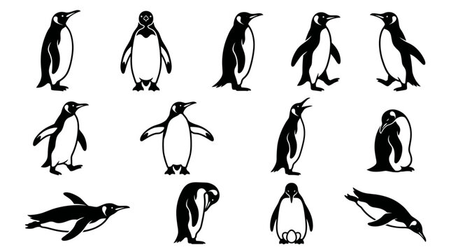 Black and white vector silhouette set of King Penguin ai and handmade