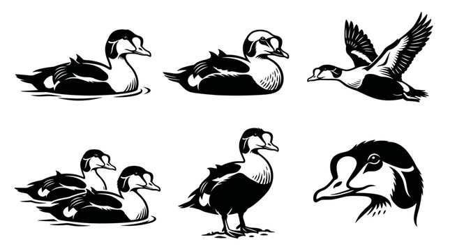 Black and white vector silhouette set of King Eider ai and handmade