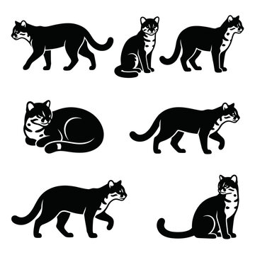 Black and white vector silhouette set of Kodkod