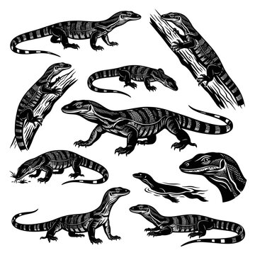 Black and white vector silhouette set of Lace Monitor