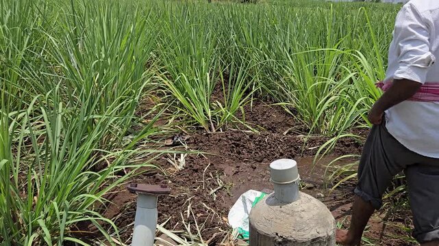 A farmer irrigates a sugarcane field using a concrete pump assembly from a government irrigation scheme. Water flows through PVC pipes, providing subsidized hydration to the crops through flood irriga